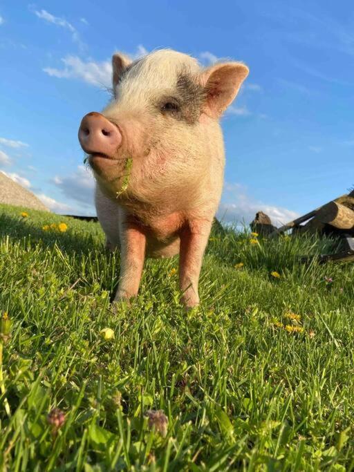 Bourbon Trail Cabin On The Farm Lawrenceburg エクステリア 写真
