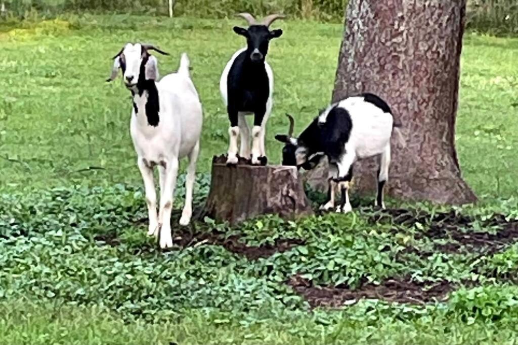 Bourbon Trail Cabin On The Farm Lawrenceburg エクステリア 写真
